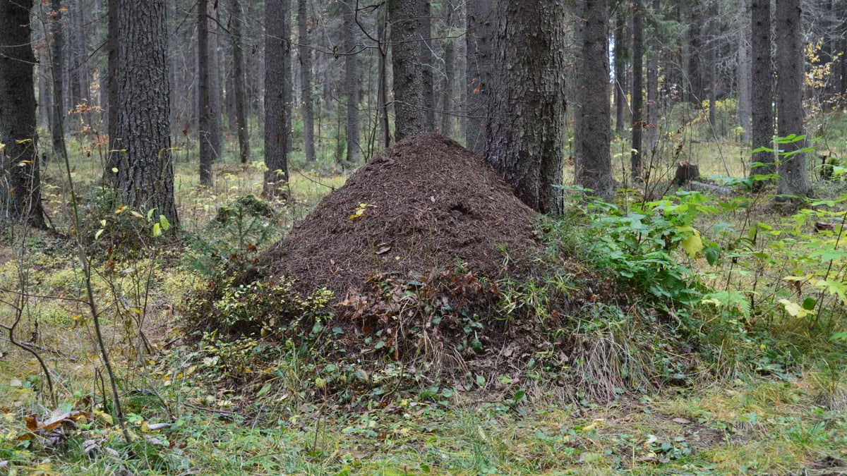 Kuidas alustada tervislikku eluviisi?